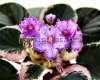 African Violet LE-RAFAEL